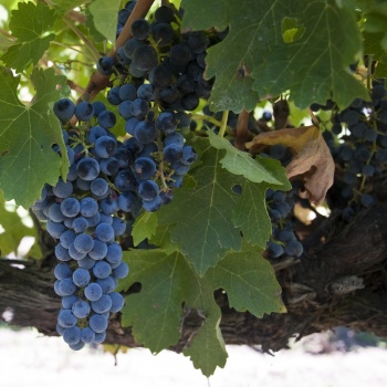 classers block cabernet