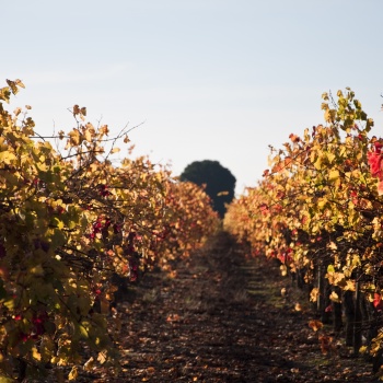 Autumn Block 1 Shiraz