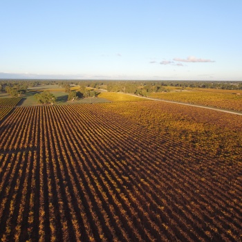 Golden vines at Majella