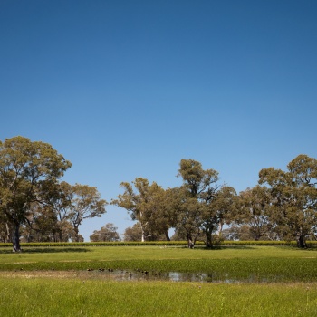 looking across the swamp paddock to Hilton Block Cabernet Sauvignon