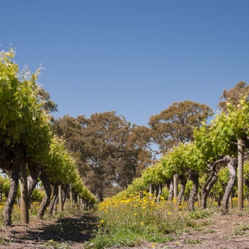 Dry Block Shiraz