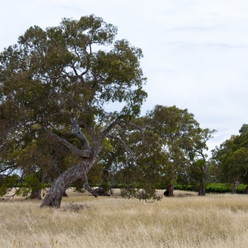 looking towards Majella's Terra block