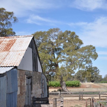 Majella's coonawarra shearing shed