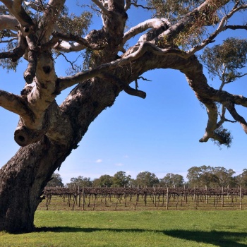 quarry block cabernet sauvignon