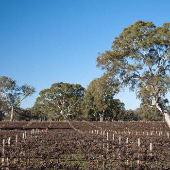 nursery block cab sauv