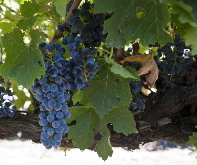 classers block cabernet