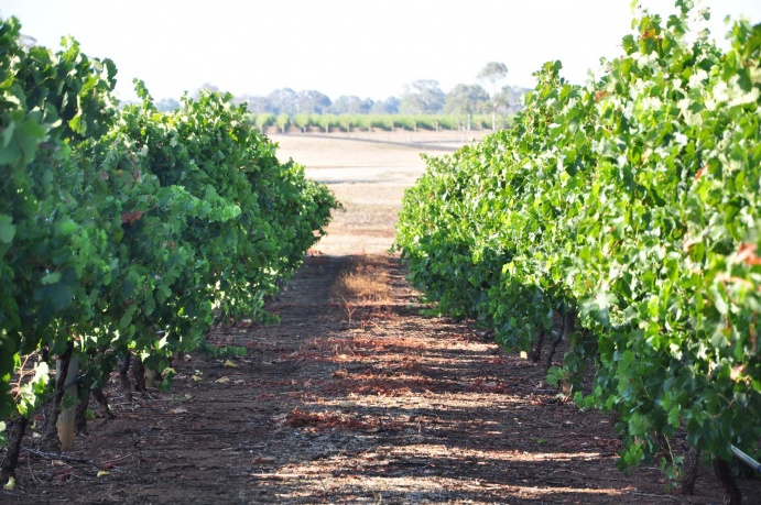 Quarry block Merlot in summer